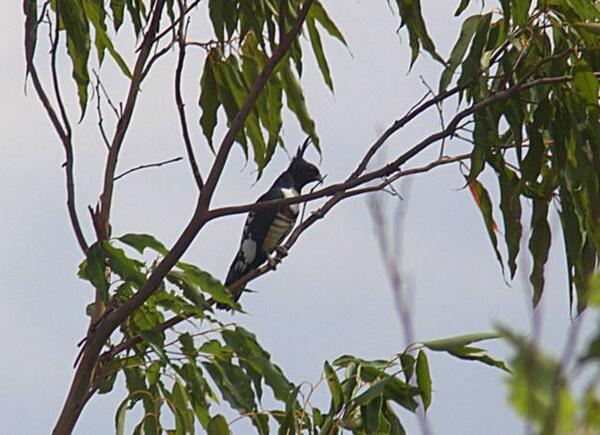 The first recordshot of Aceh (10-01-2013) Black Baza Publis at AtA Kukila vol.17 next week!! B-)