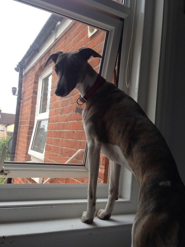 cuthbertwhippet's tweet image. when is it going to be sunny again mum?