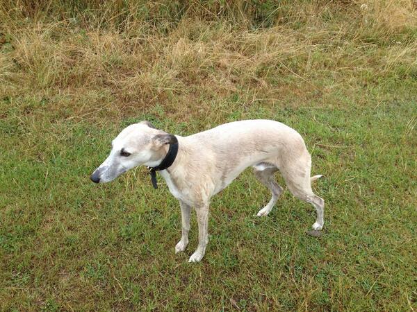WhippetPickle's tweet image. @cuthbertwhippet Tomoz ☀☀☀ dad took me out yesterday wif out me coat unhappy whippet 😲😲😲
