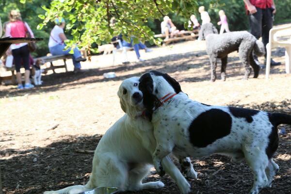 LabradorConan's tweet image. Doggie sumo wrestling!!