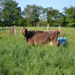 Photo by Misty Brook Farm (@MistyBrookFarm)