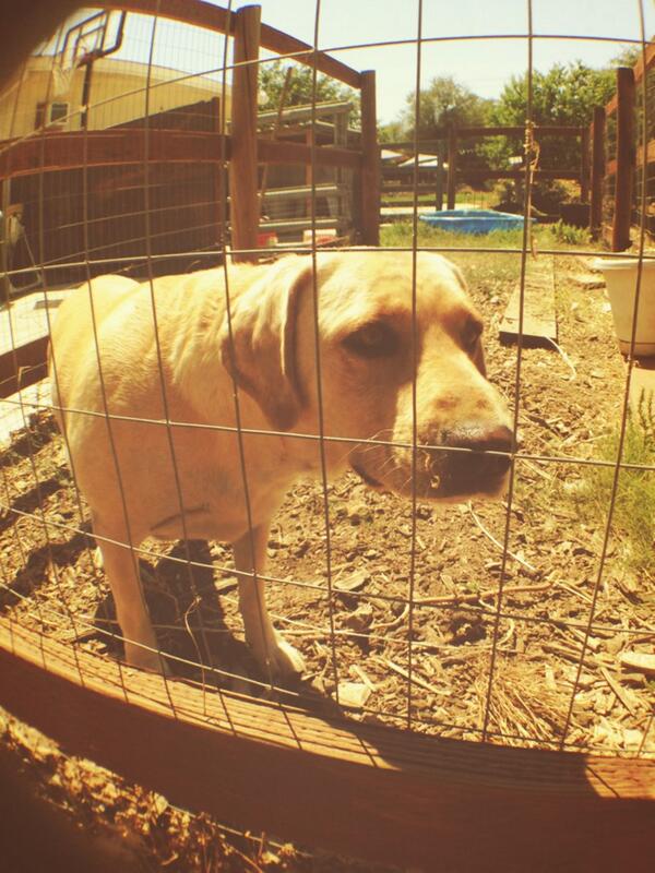 kgautomatic's tweet image. #lenstest