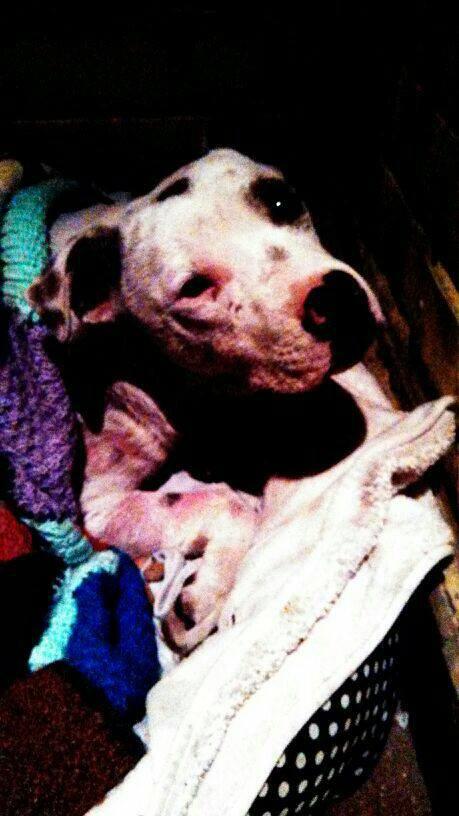 PlanAccion's tweet photo. necesitamos ayuda para salvar a este perrito AYUDENOS @sebastianpinera @maipu_chile @ceciliamorel @pamelafiera http://t.co/k3gWFWTof5