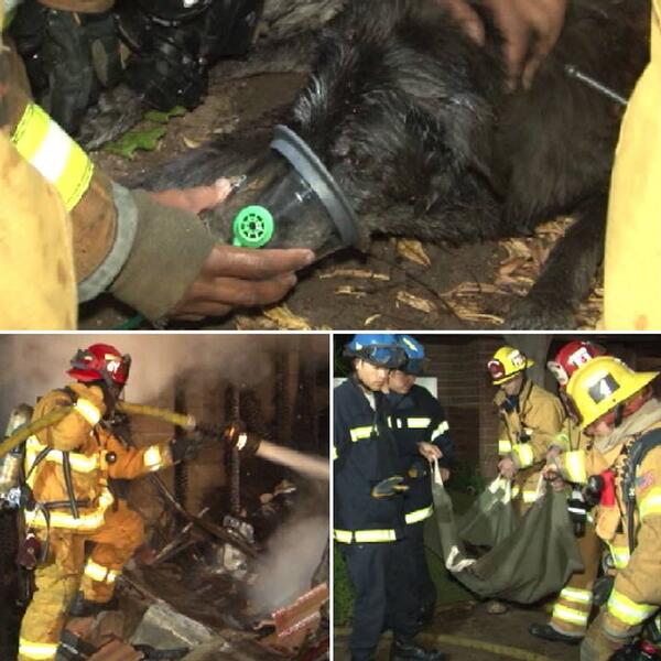 NBCLA's tweet photo. Firefighters save OC family's black Lab from inside their burning home. http://t.co/TXkrxXtwsc http://t.co/yPZqsoJa8n