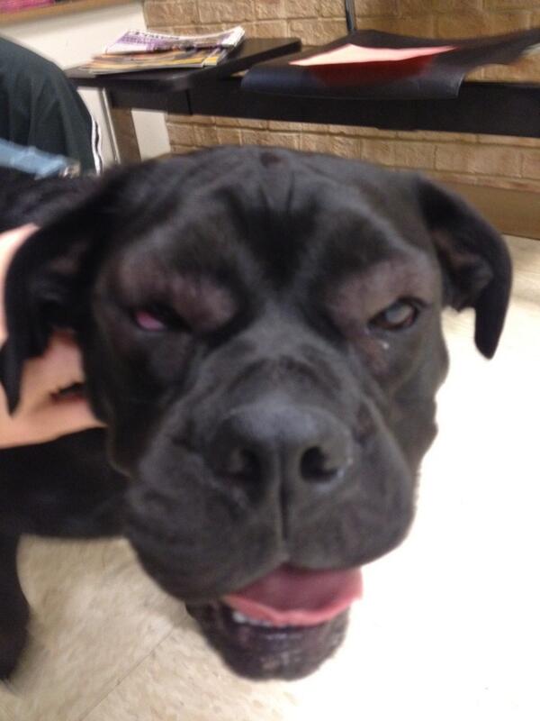 aclifton23's tweet photo. Watch out for bees! This pic cracks me up every time http://t.co/bldZPnpUEi