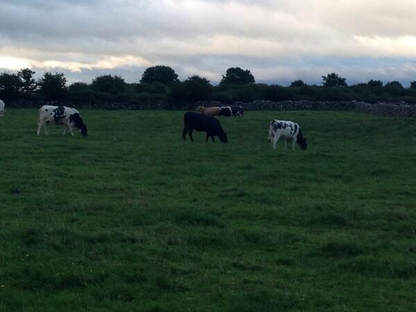 SeanOBrien1987's tweet photo. Nice cattle on way home from the races #belguimblues f http://t.co/AlS0eAG6Cc