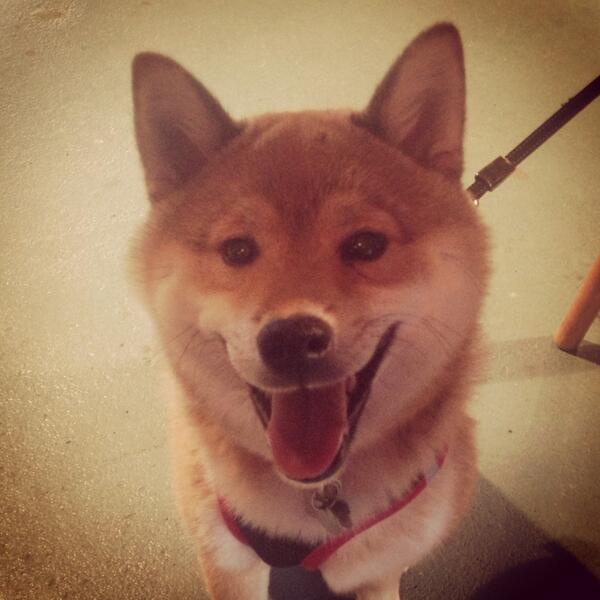 hdloftstudios's tweet image. Thank you Kuma, you're favorite client- thanks for coming by HD Loft Studios!  mcdermottmanagement.com #ProductionPDX