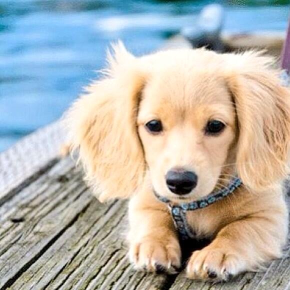 iMVRTIN's tweet photo. Retweet if you want this dog! 🐶 http://t.co/KyLXmhaltW
