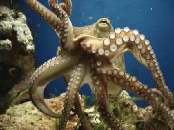 OctoTentacles's tweet photo. This is my beautiful brother! http://t.co/uIb8qfTAC8
