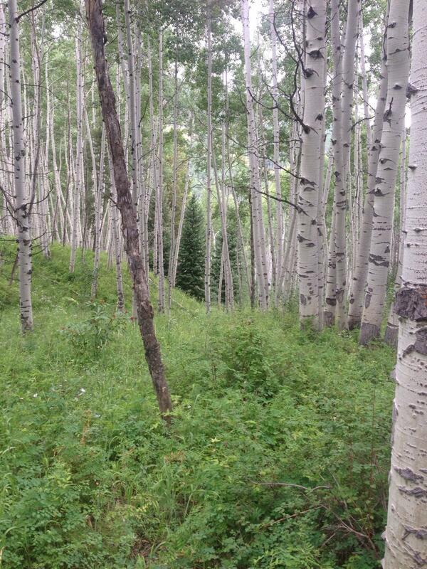 9 mile hike in Beaver Creek today. Time to get game face on now. :)