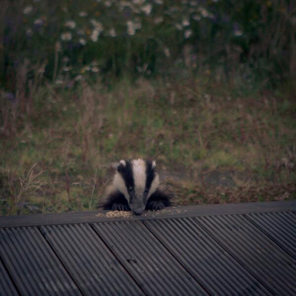 portiacait's tweet photo. RT @martinagardiner: Baby badger outside my window in Donegal 9.20pm. Second time this wk. Fantastic :) http://t.co/IwiEOYtool @indiaknight