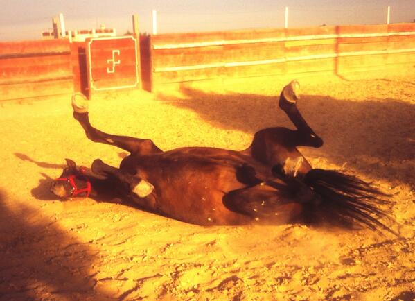 Jugando con mi chico 🐴