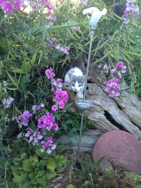 manitoukait's tweet image. #editorcat Millie in the flower garden #vacation #Manitoulin @VictoriaCurran2 #socute
