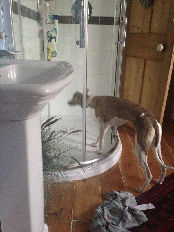 cuthbertwhippet's tweet image. mum, i want a showerrr!&apos;