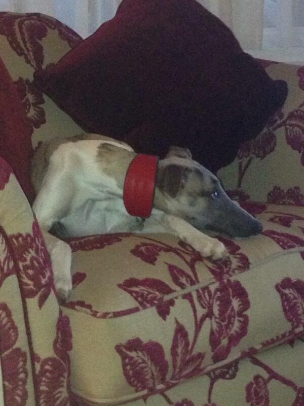 cuthbertwhippet's tweet image. so today i have been on a walk, got in the shower &amp;amp; kept barking at a hedge hog! good day :)