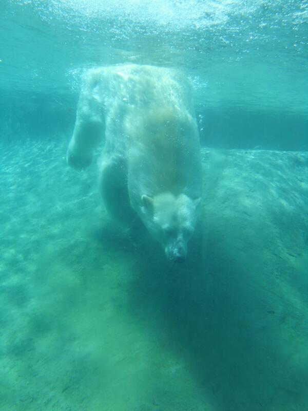 robcimino4's tweet photo. Polar bear doing lengths stole giant pandas thunder #learnatrick #musttryharder #torontozoo #Toronto http://t.co/LFGxlOkvdc