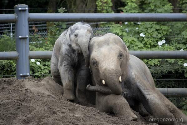 Видео зоо рассказ. Красивое зоо. Zoo Dolphins Elephants. Индийский слон зоопарки вальер.