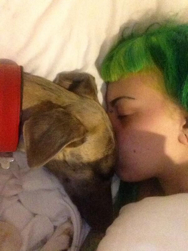 cuthbertwhippet's tweet image. goodnight everyone! cuddles time with mum :)