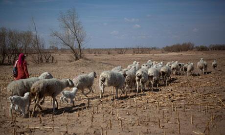 rewildproject's tweet photo. Can cows and sheep halt climate change and tackle rural poverty? https://t.co/PXoQNCfUEl https://t.co/8AeVIwNRwj