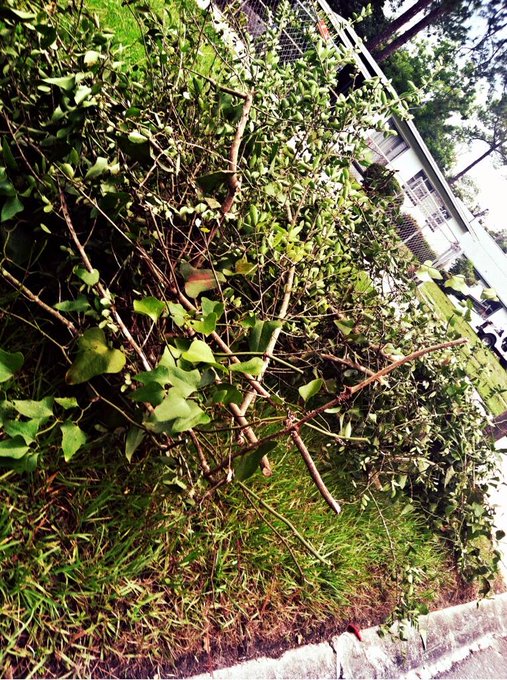 Huge limb fell in yard.My109lb ass hacked it up,by hand&amp;drug it2theSt. using 1 tool(shownNnext tweet)<a href="/tag/freyjavansiren"class="tags"><span>#freyjavansiren</span></a><a href="/tag/caferacergirl"class="tags"><span>#caferacergirl</span></a>
