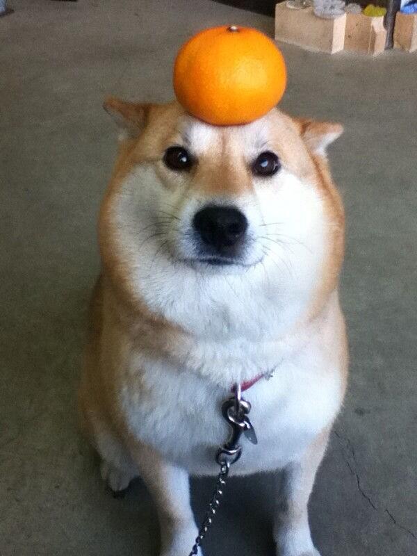 リーチ ルクク 犬 一発芸します 鏡餅 Http T Co Cqsyyovmjc Twitter