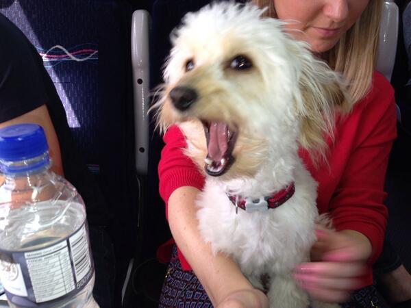 sammyjakes's tweet photo. @Bruceybonusdog I miss you laughing At all my jokes http://t.co/XQ5WJSEjaU