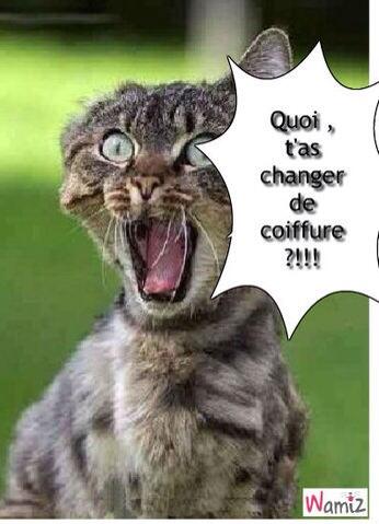 PhraseDroles2a's tweet photo. Quand tu arrive au collège ac une nouvelle coupe ! http://t.co/fQzX40q7CE