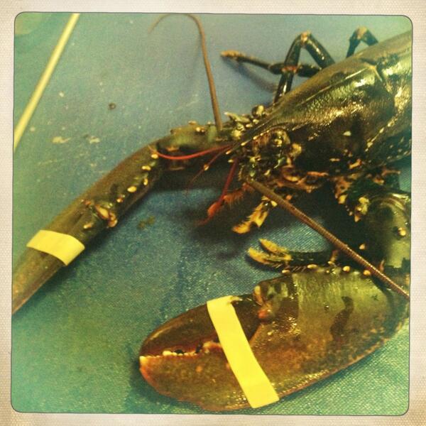 KingsWark's tweet photo. FRESH LOBSTER on the specials board tonight. Lively little tykes too. What's your favourite way with a lobster? http://t.co/h7alEvdDAf