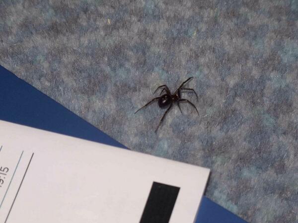 Diese #Überraschung kam Urlaubern gerade in #Portugal aus dem Bett gekrabbelt. Giftige Schwarze Witwe? wird gecheckt