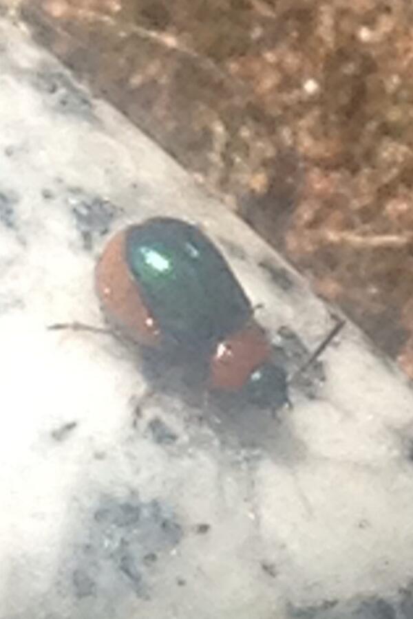 Lynne1985's tweet image. What is this? Sorry it&apos;s not great pic. Orange and electric blue. Not much bigger than an ant. Thx #bugidentifier