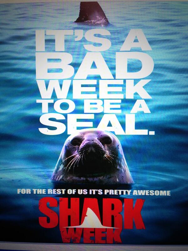 slmmcgee's tweet photo. AH! Poor seal...but I'm still excited. #sharkweek coming up http://t.co/vi1c5nz2DO