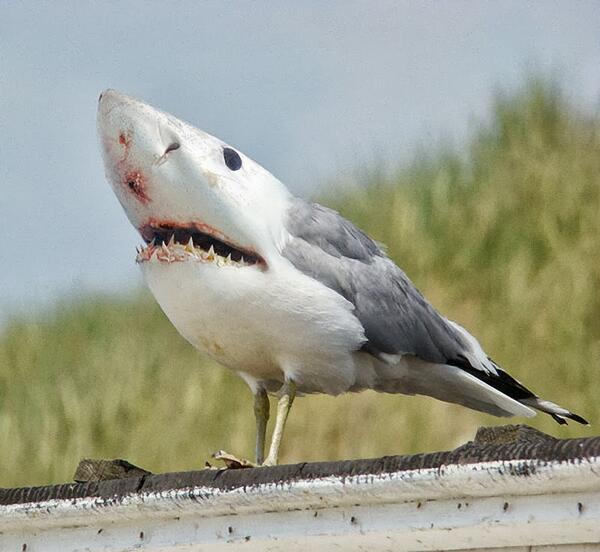 OZTAC_IT's tweet photo. angry birds shark edition http://t.co/B3oQEtvllI