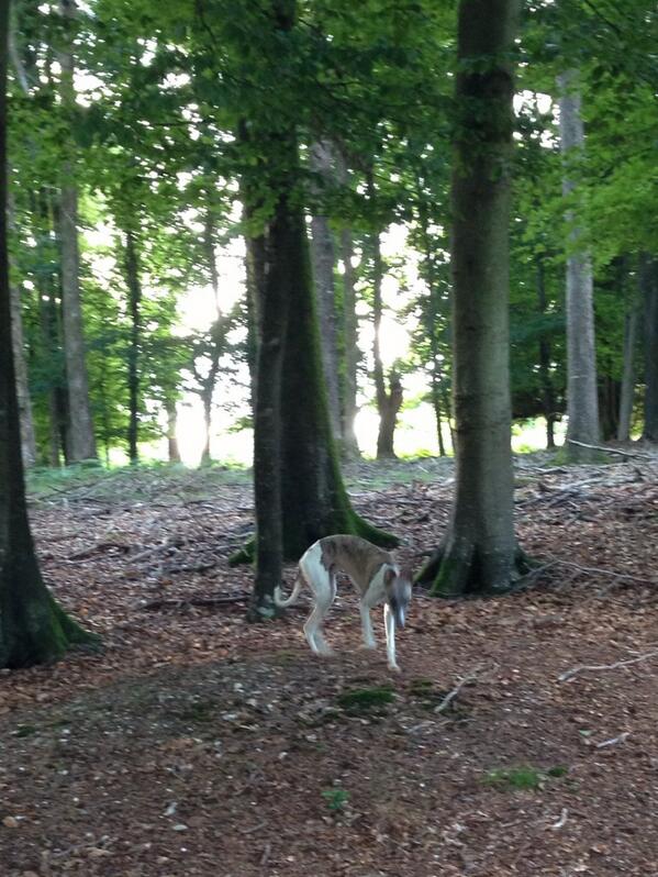 cuthbertwhippet's tweet image. fun in the forest