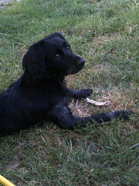 lucicastleton's tweet image. #hyped #fluff #ball.