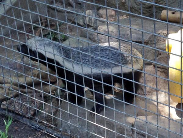#dgaf honey badger at the zoo