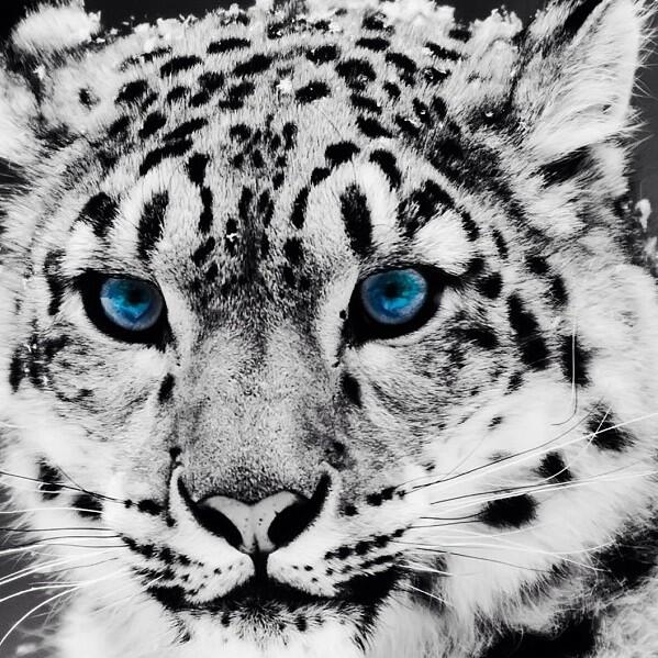 iMVRTIN's tweet photo. White Leopard - http://t.co/ekDpzPblFn