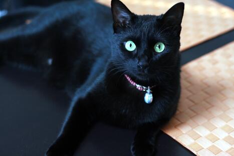 黒猫bot この黒猫が好きな人はrt 黒猫 Blackcat T Co Whxx18zxsp Twitter