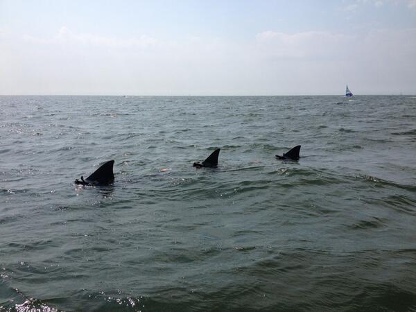 #shark attack <a href="/gotothespot/">The Spot Zandvoort</a> !