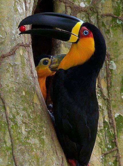 Hermosos Tucanes. #Quejalada