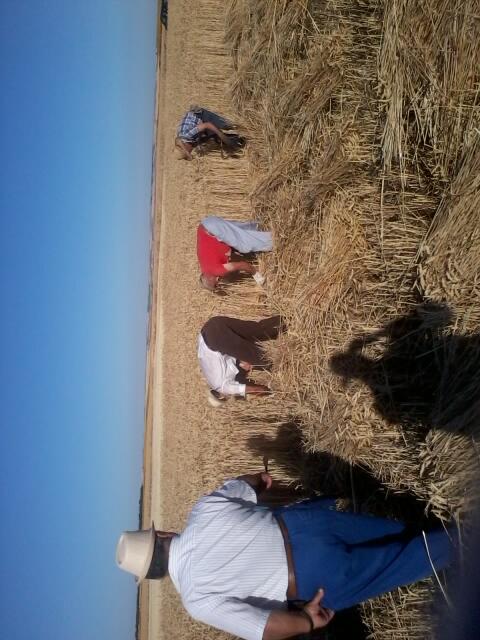 Segandooo!!!IV FERIA DE LA SIEGA Nava del Rey!!!