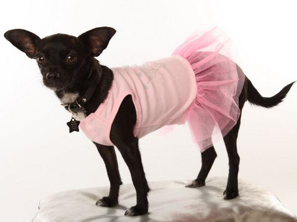 InStudio37's tweet image. todays prize for the best outfit in the studio so far...goes to.....LOLA! #bestdresseddog