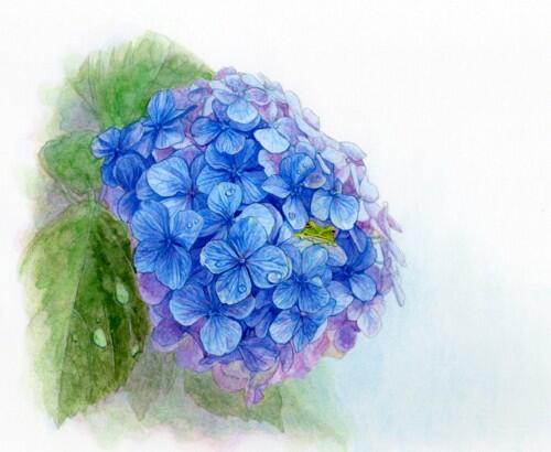丸山 円 動物画家 ブログ更新しました 動物 植物画 アマガエルと紫陽花３回目 全体的に色を濃くして背景を塗ったところです 詳しくはブログをご覧ください Http T Co Cmmtghunfb カエル 紫陽花 淡彩 水彩絵具 絵 Http T Co Hydcj1b4xh