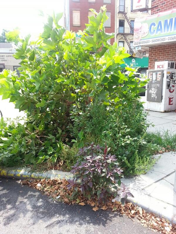 katerli bounds tweet media