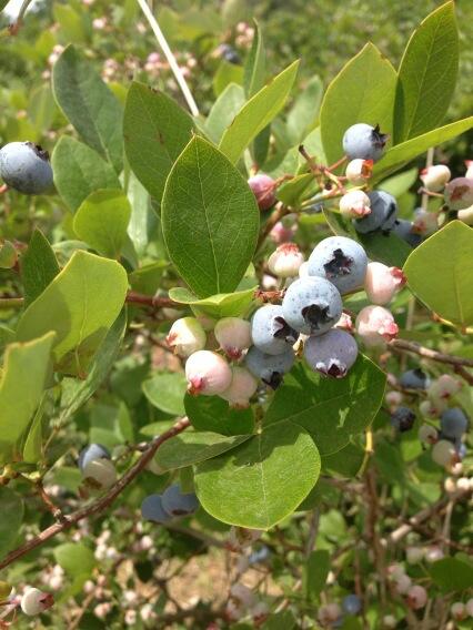 JoyBoruff's tweet photo. What to do with 😮14 pounds of blueberries? Cobbler, pie, tarts, coffee cake .... #pure Michigan http://t.co/M905gCZezP