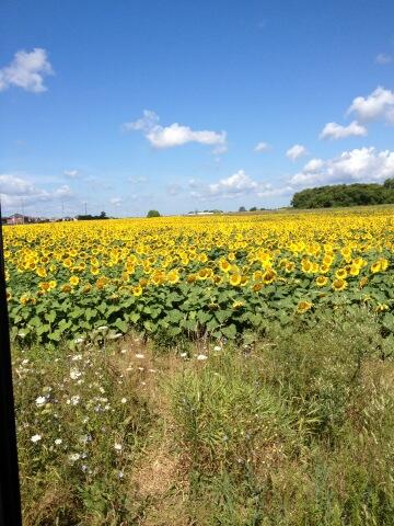 AlphaGlenn's tweet photo. The things you can when you are driving a bus in Barrie. http://t.co/iNP4KX1tG8
