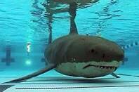 PoolGuardProb's tweet image. Shark week is a beach guards worst nightmare. Not us pool guards... Right?