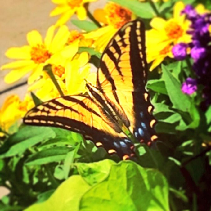 Taking a moment to appreciate the little things <3 #beautiful #moment #Beauty #Sunshine #Denver #Colorado