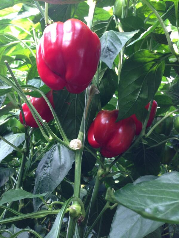 @Nature_Fresh red sweet peppers 'growing perfection' more vitamin C than an orange