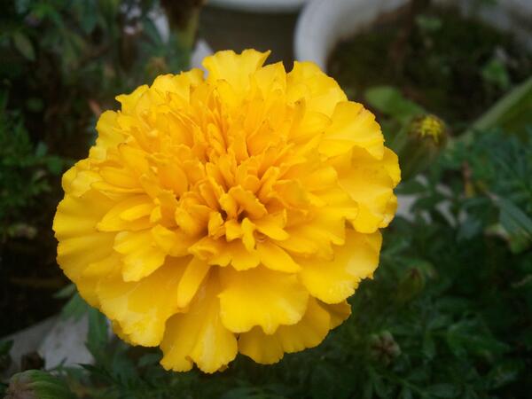 shamas's tweet photo. 这一下雨，就凉爽的没法说……估计这一下就直接到秋天去了。 http://t.co/1pNQmUWgDW