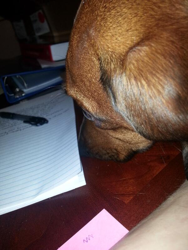 actualary's tweet image. Forgot how jealous puppy gets when I study,  he loves actuarial reading... well loves to sleep on it #actuaryproblems